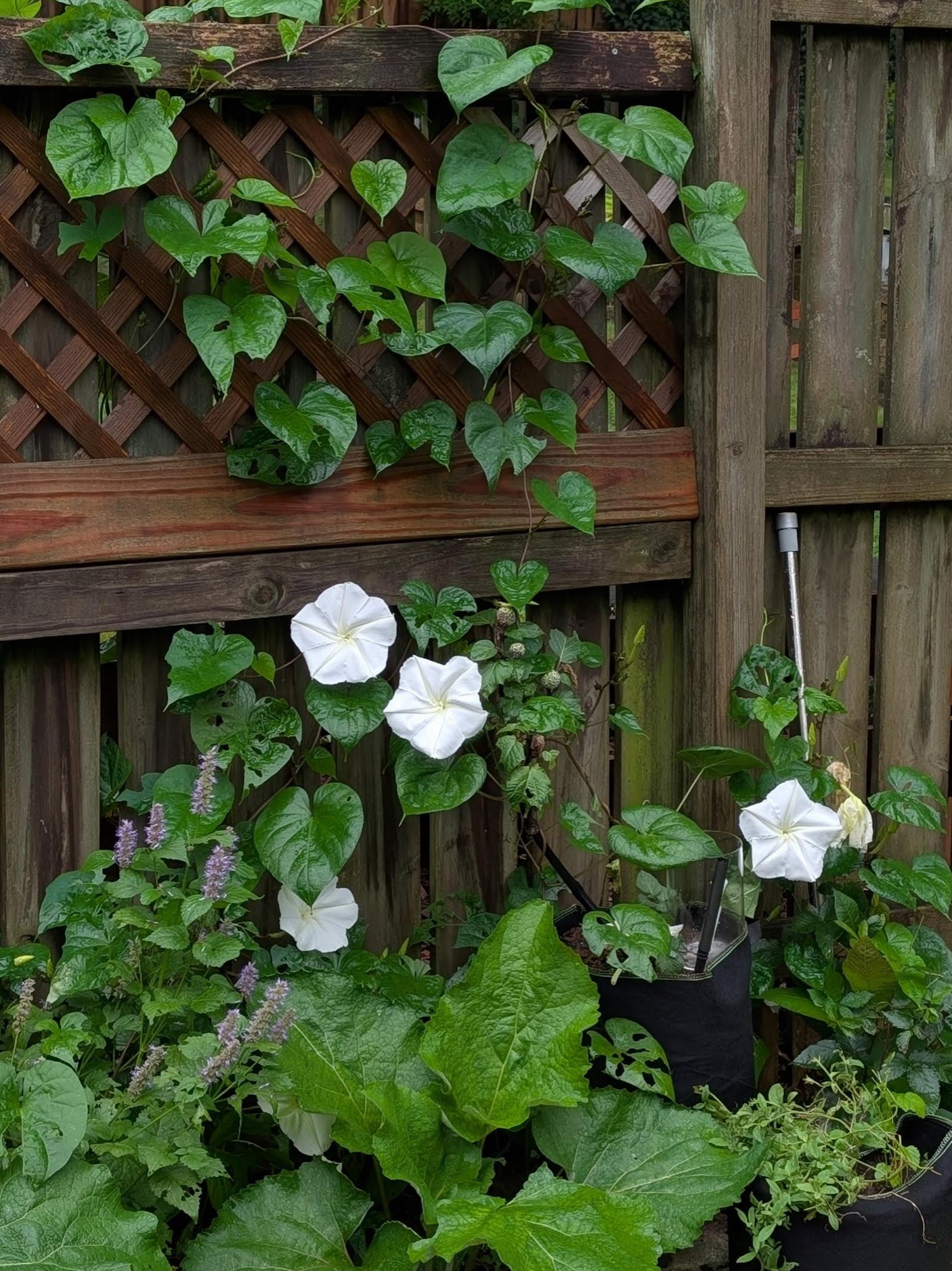 Moonflower Vine Seed Bomb