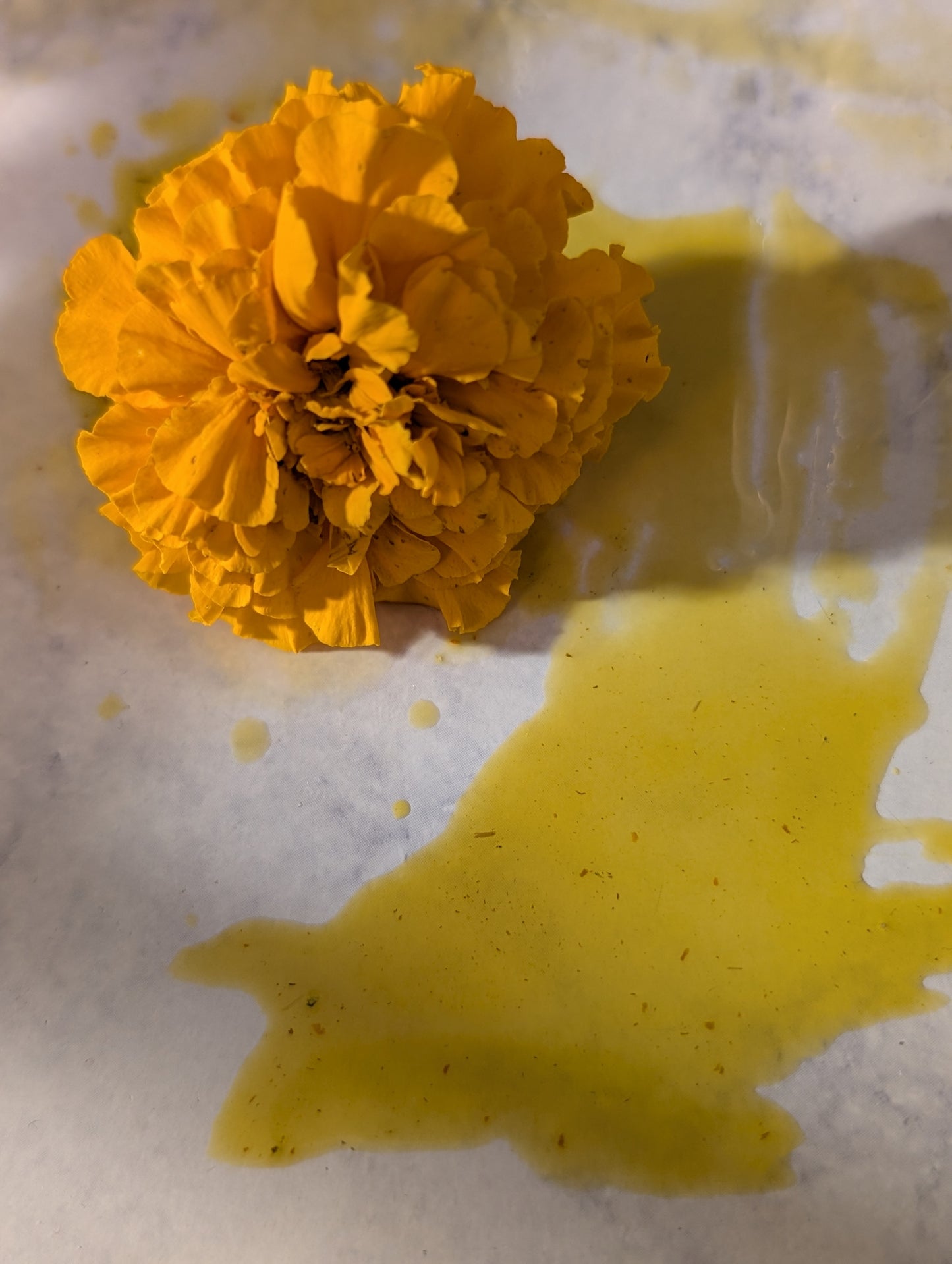 Golden Glow- Botanical Balm for Lips