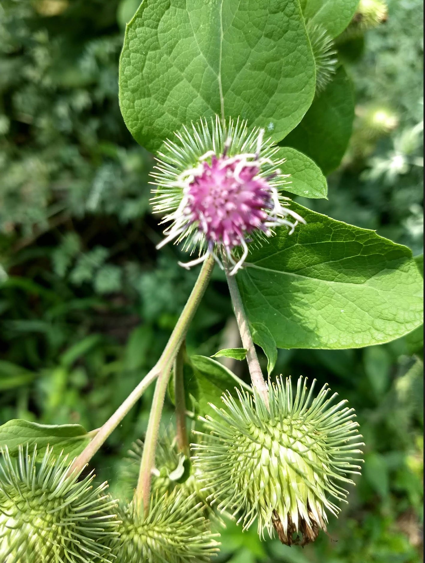 Burdock Seed Bomb