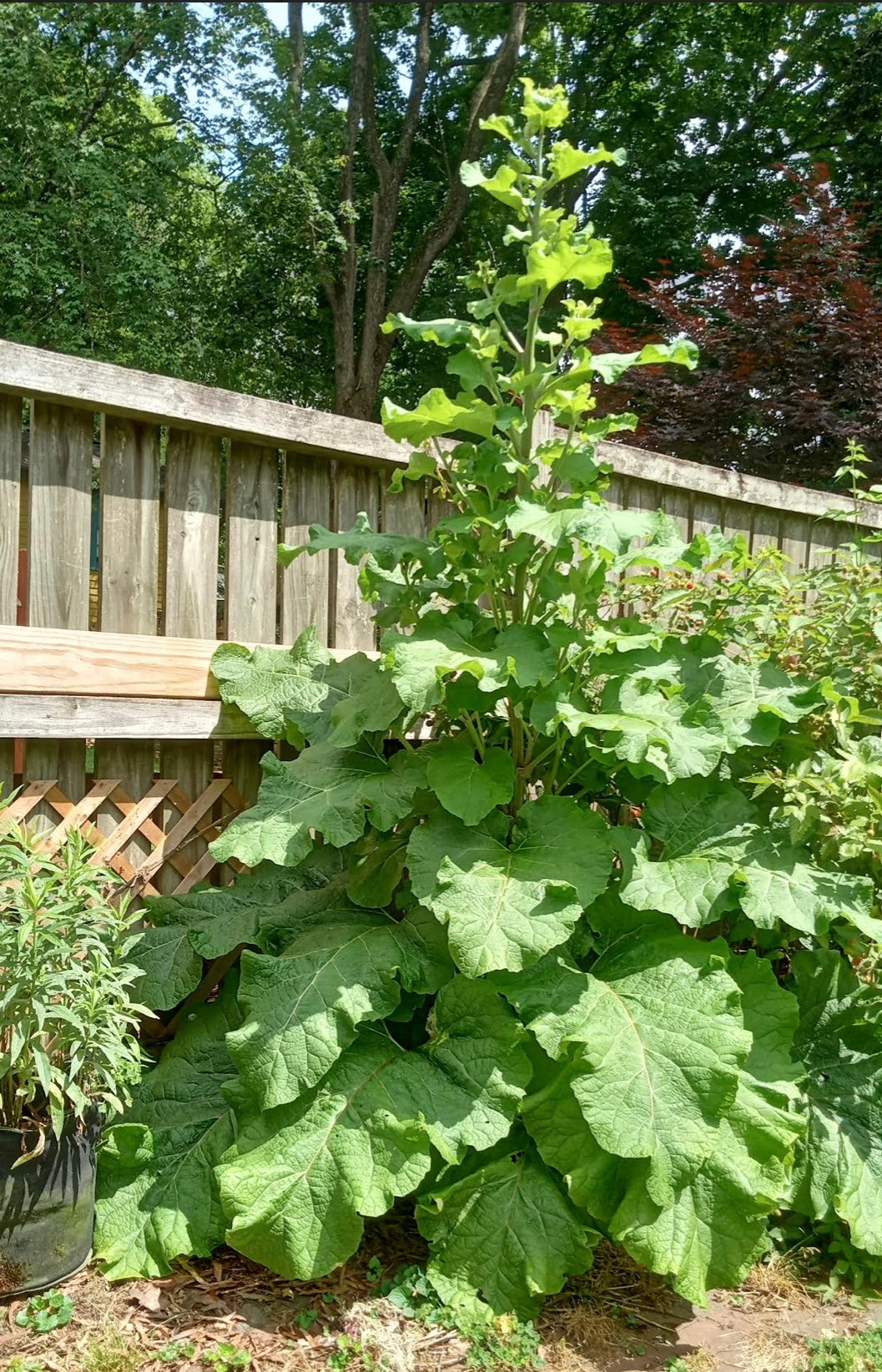 Burdock Seed Bomb