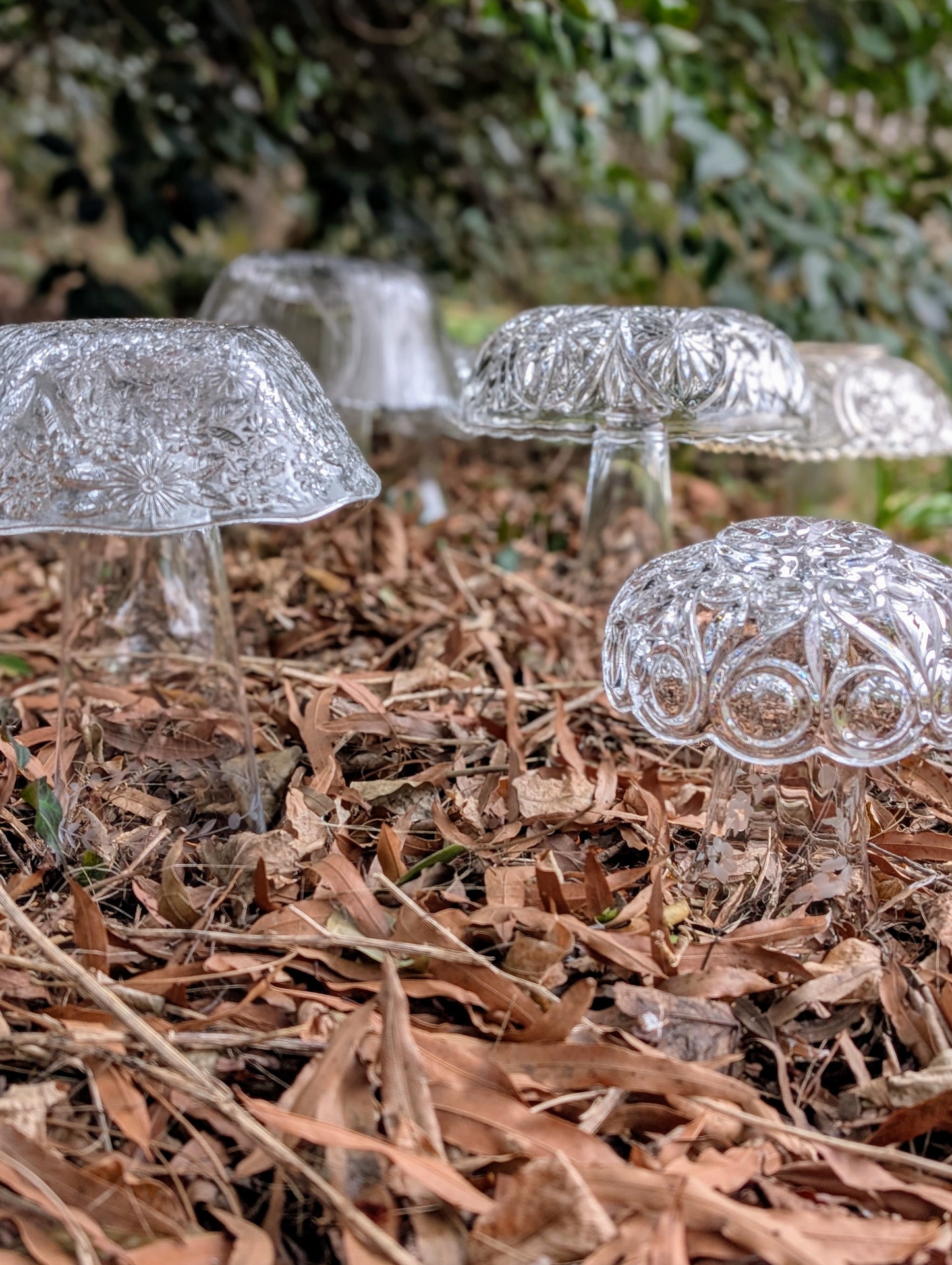 Glasscap Mushrooms