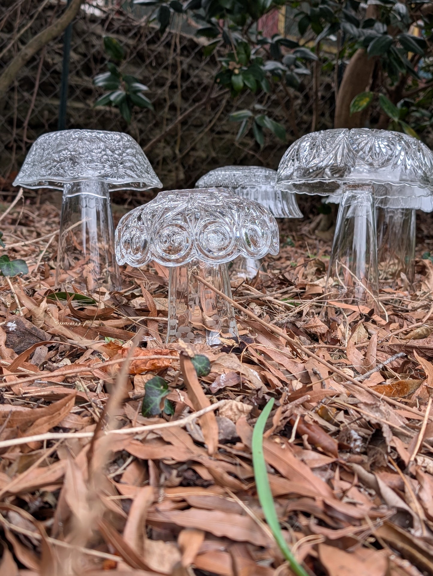 Glasscap Mushrooms