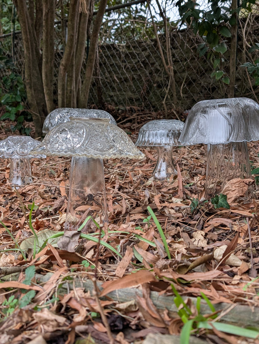 Glasscap Mushrooms