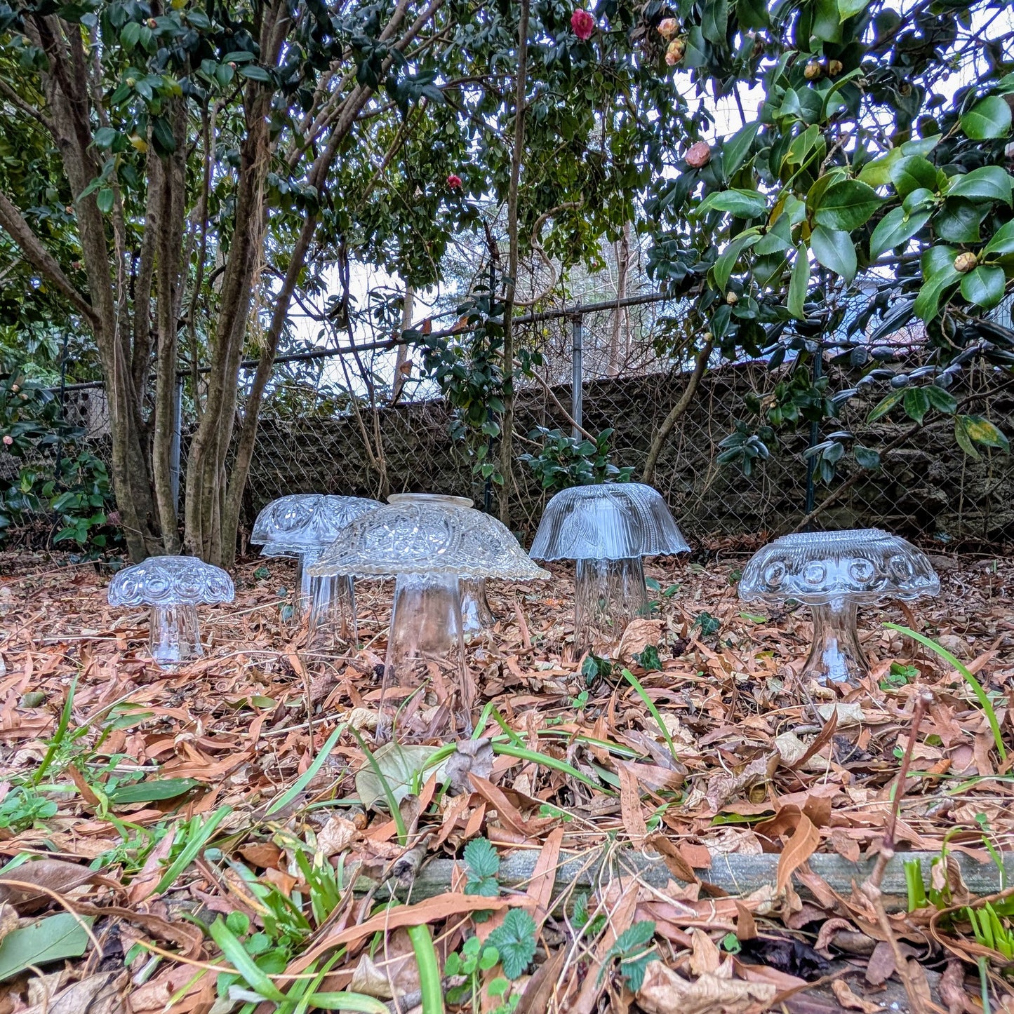 Glasscap Mushrooms