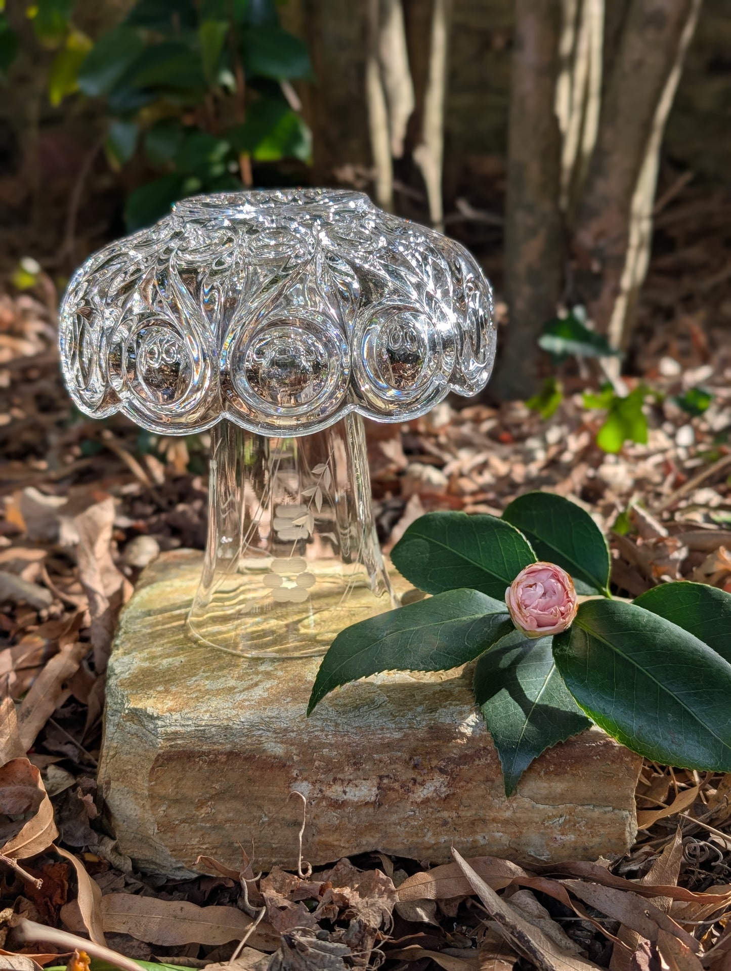 Glasscap Mushrooms