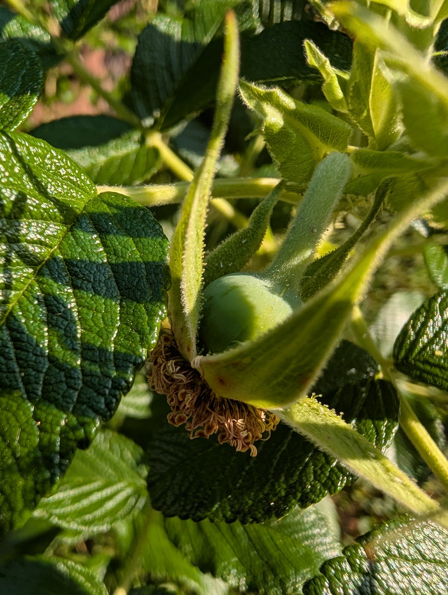 Time Travel Shell Compact in Moonlit / Bloom